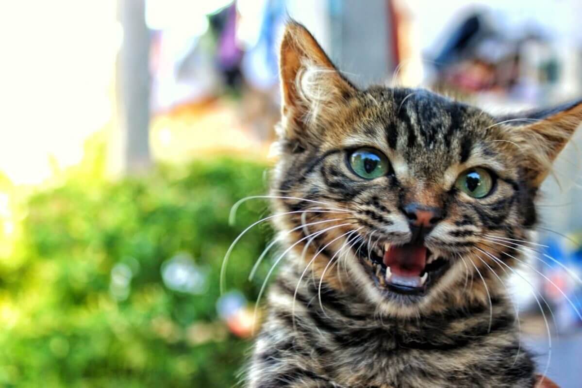 Festa del Gatto: celebriamo gli amati felini con la storia di Red e Willy, i 2 ‘gatti gay’