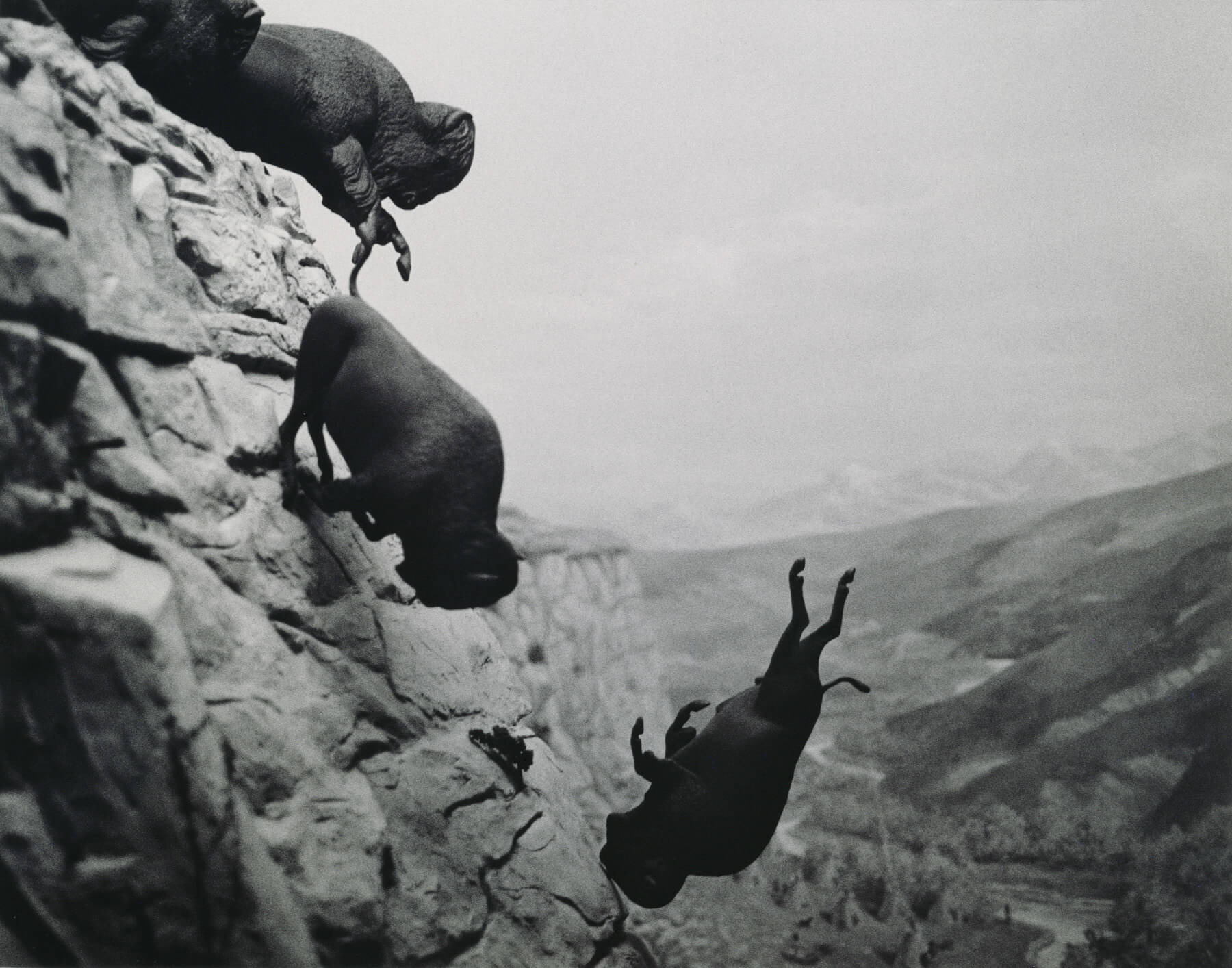 david wojnarowics, falling buffalo, salto del bufalo