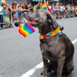 New York City Pride March, NY - Thumbnail
