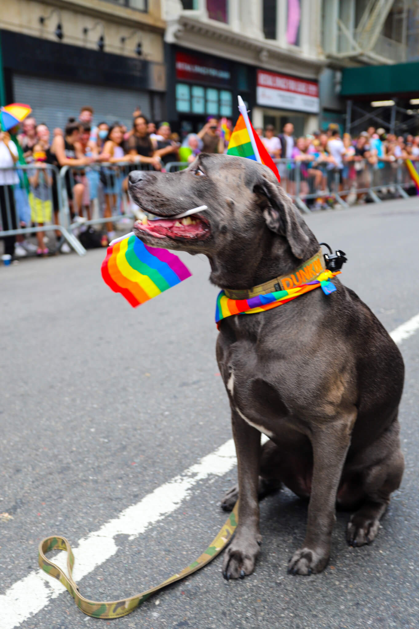 New York City Pride March, NY