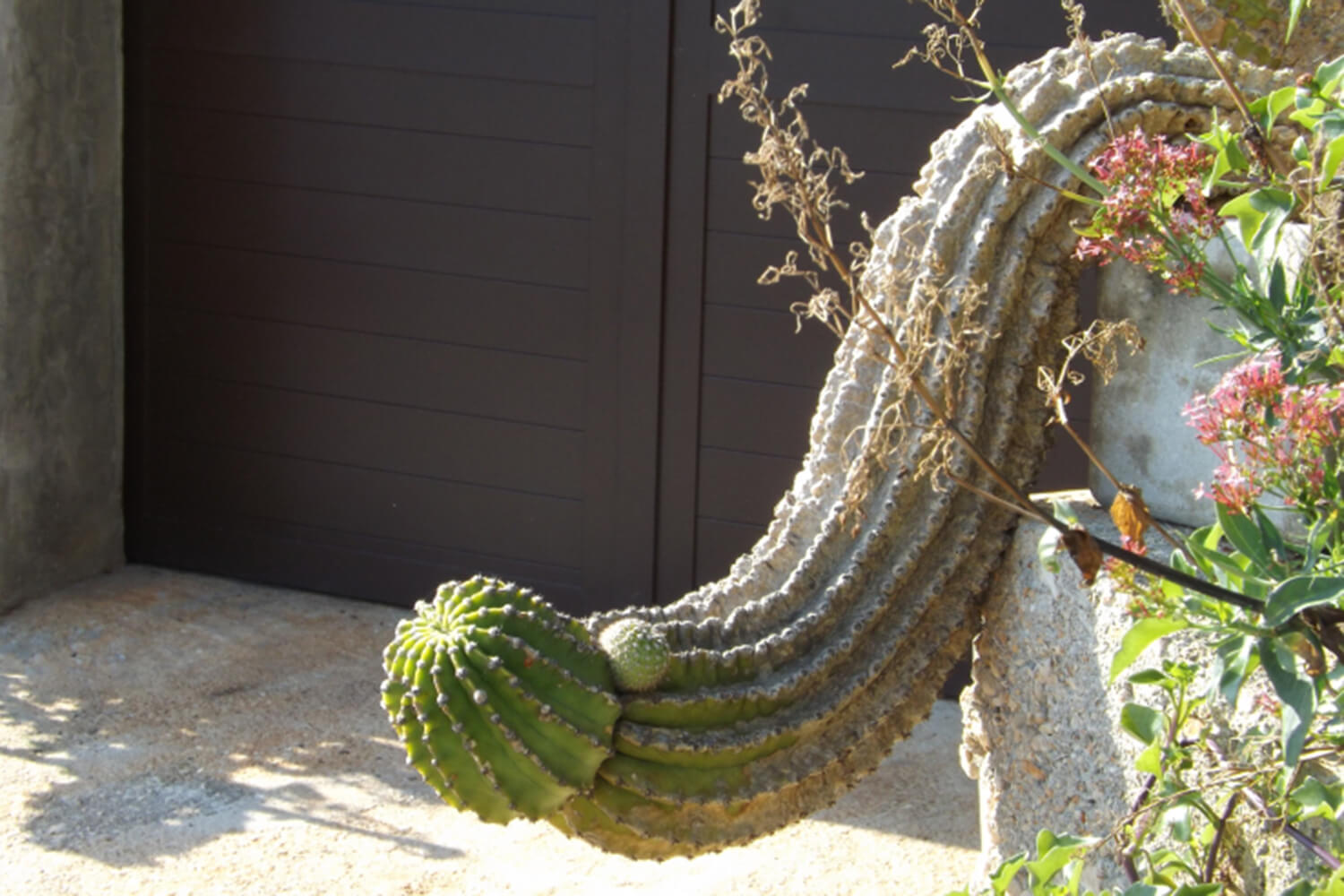 Per conoscere l'organo sessuale maschile ecco Wikipene - cactus penis gayit - Gay.it