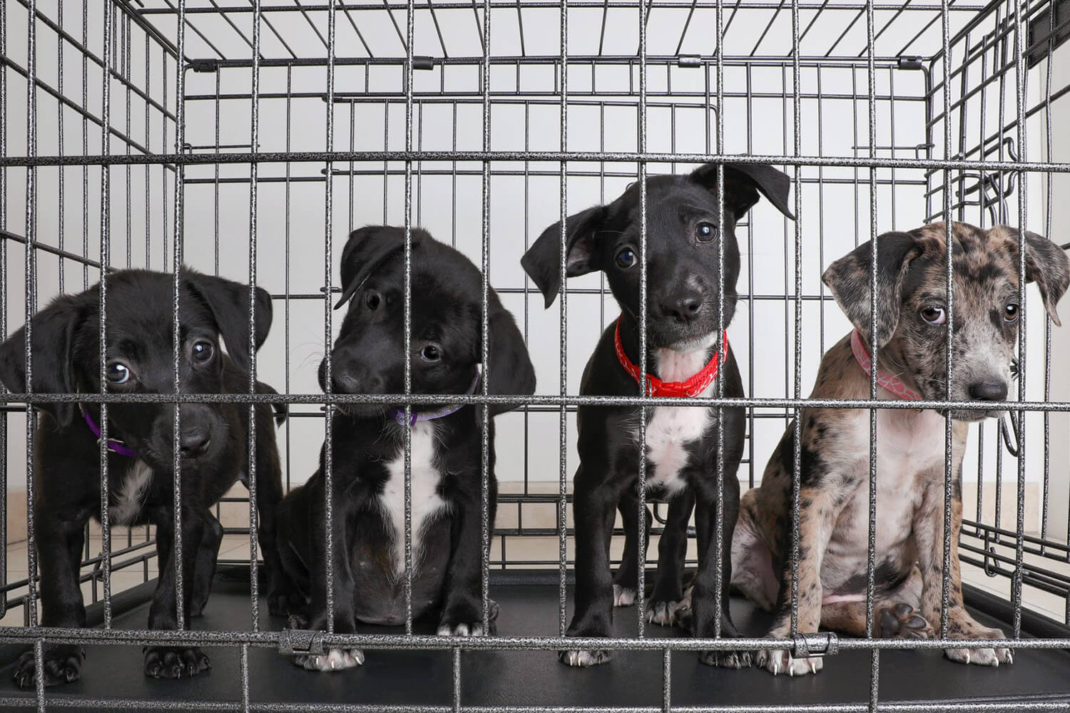 Benessere animale, in Francia vietata vendita di cani e gatti nei negozi, stop ad animali nei circhi e cetacei nei parchi acquatici