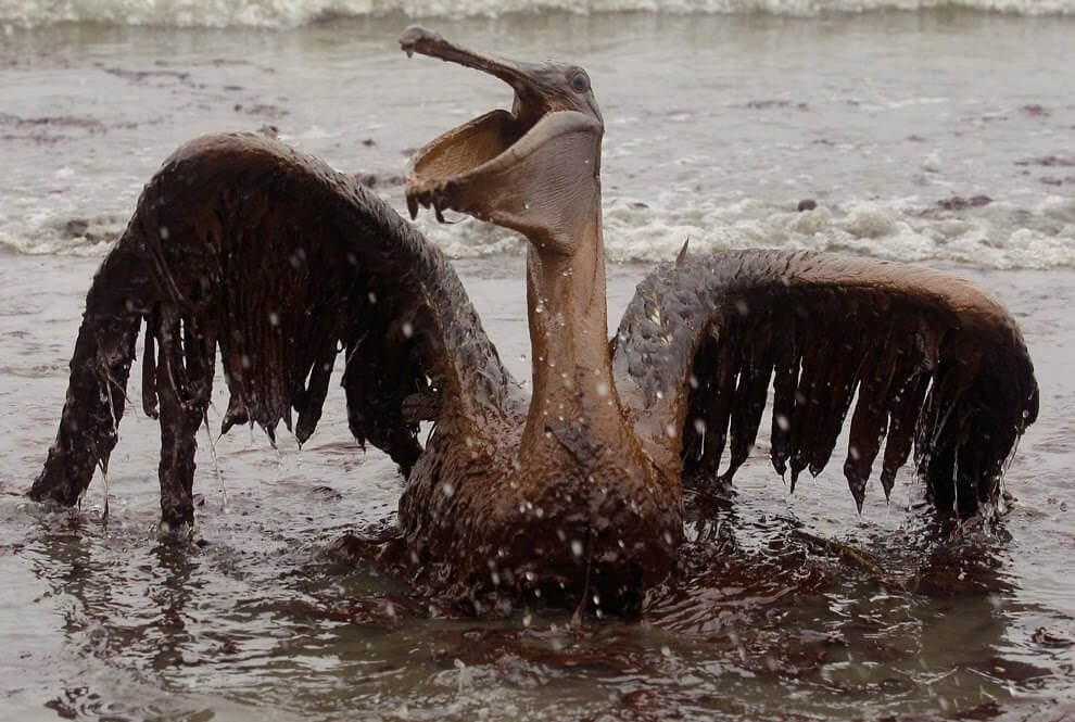 Disastro ambientale: fuoriuscita di petrolio al largo della California - louisiana petrolio marea nera pellicano - Gay.it