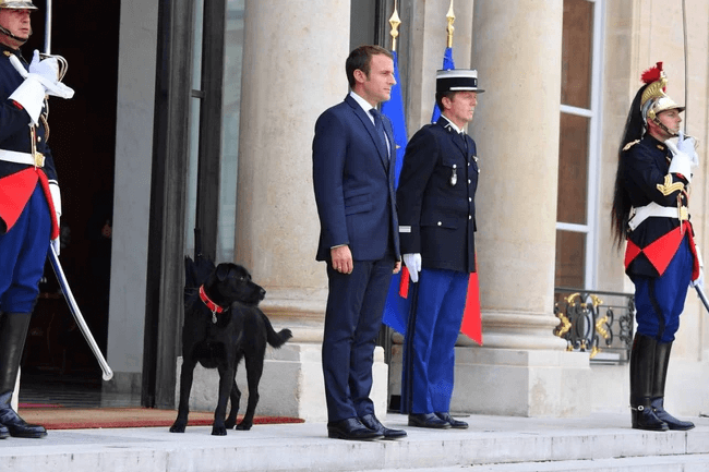 Francia benessere animale Macron
