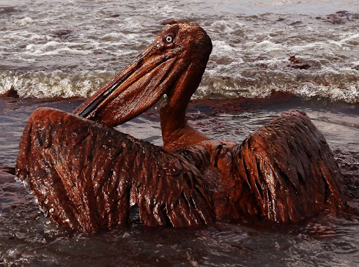 Disastro ambientale: fuoriuscita di petrolio al largo della California - unnamed - Gay.it