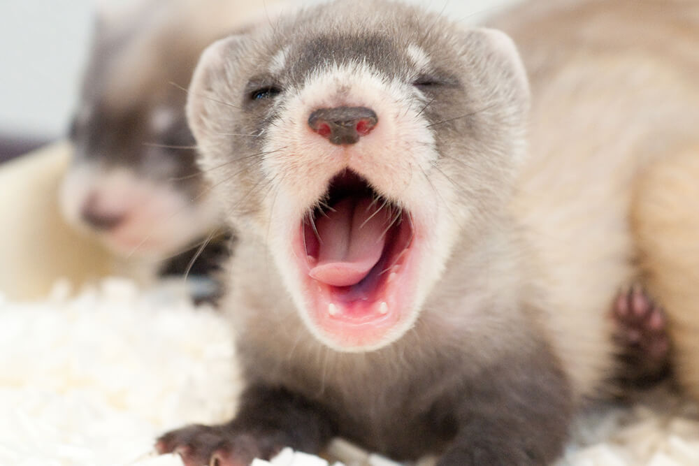 animale da pelliccia furetto stop allevamenti stop allevamenti governo draghi