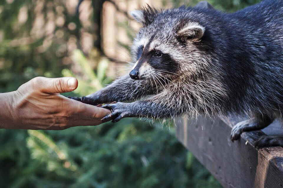 Stop ad allevamenti di animali da pelliccia, la decisione del governo Draghi