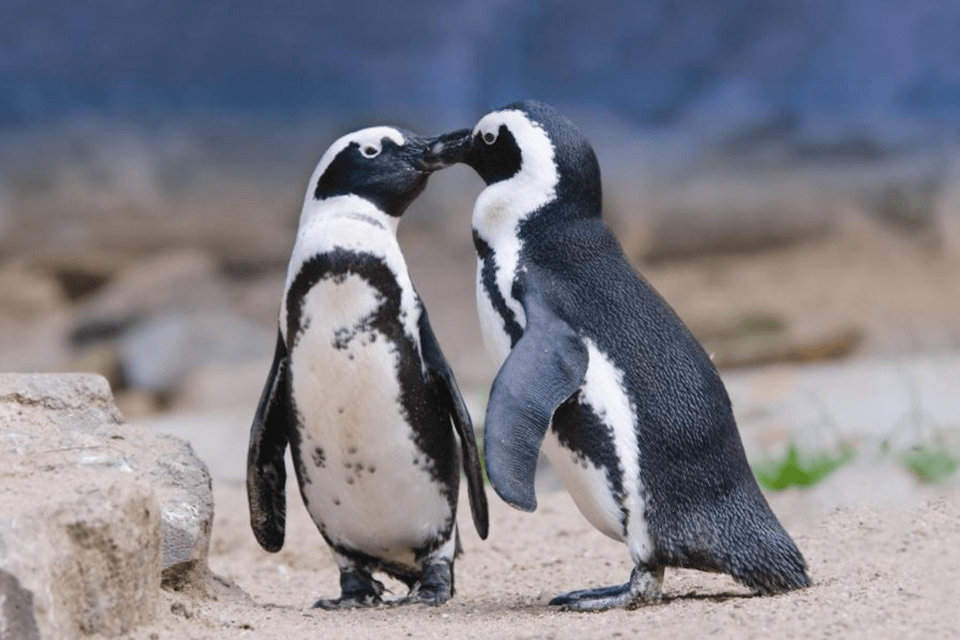 Sphen e Magic, i pinguini gay più famosi del mondo, celebrano tre anni insieme