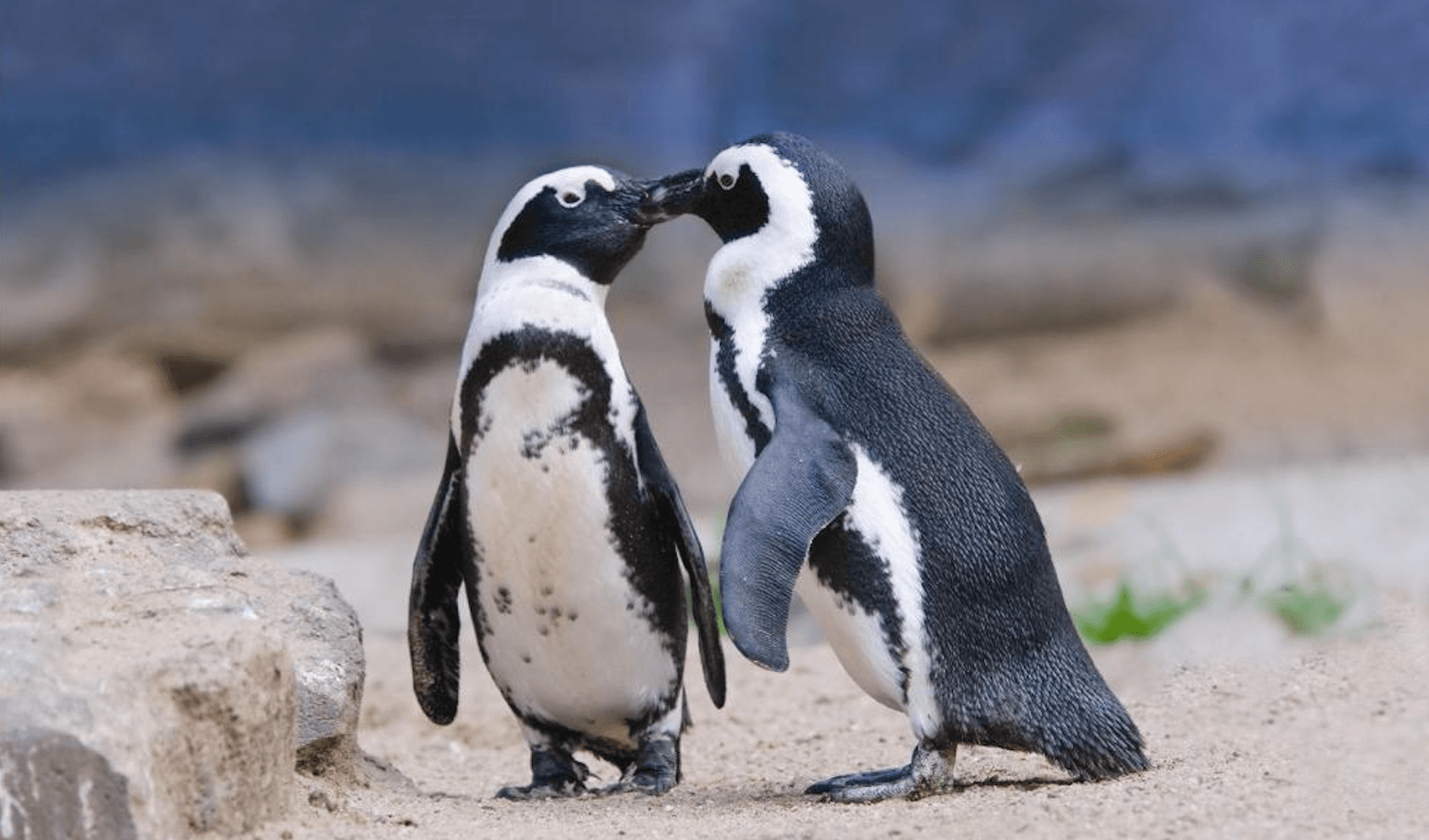 Pinguini gay Gay.it