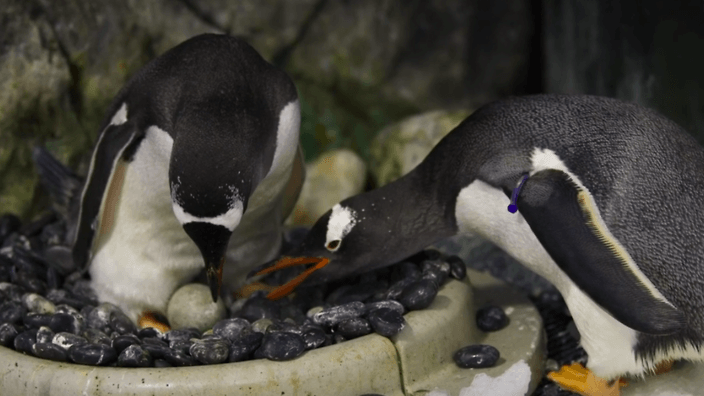 Pinguini gay Gay.it