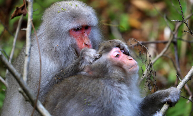 Yakei, il macaco femmina diventata leader del branco