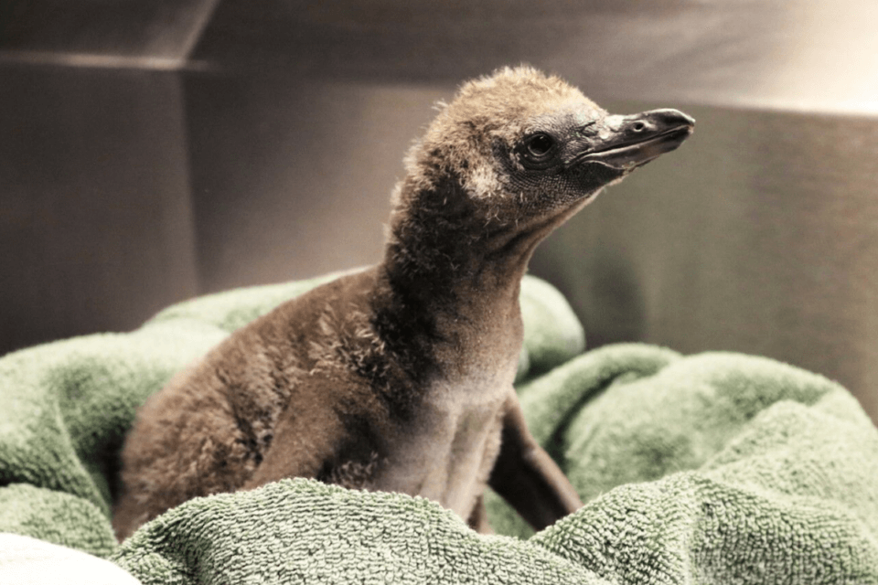 Elmer e Lima, i pinguini Humboldt gay di New York, sono diventati genitori
