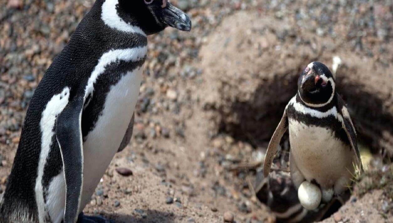 Elmer e Lima pinguini gay Gay.it
