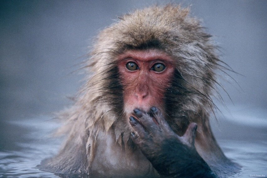 Yakei, il macaco femmina diventata leader del branco
