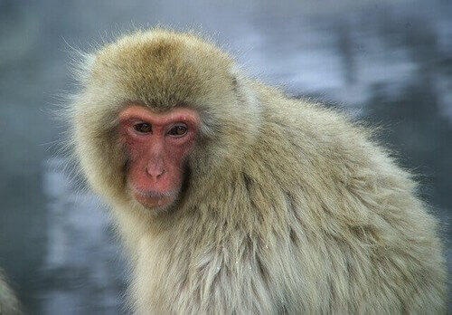 Yakei, il macaco femmina diventata leader del branco