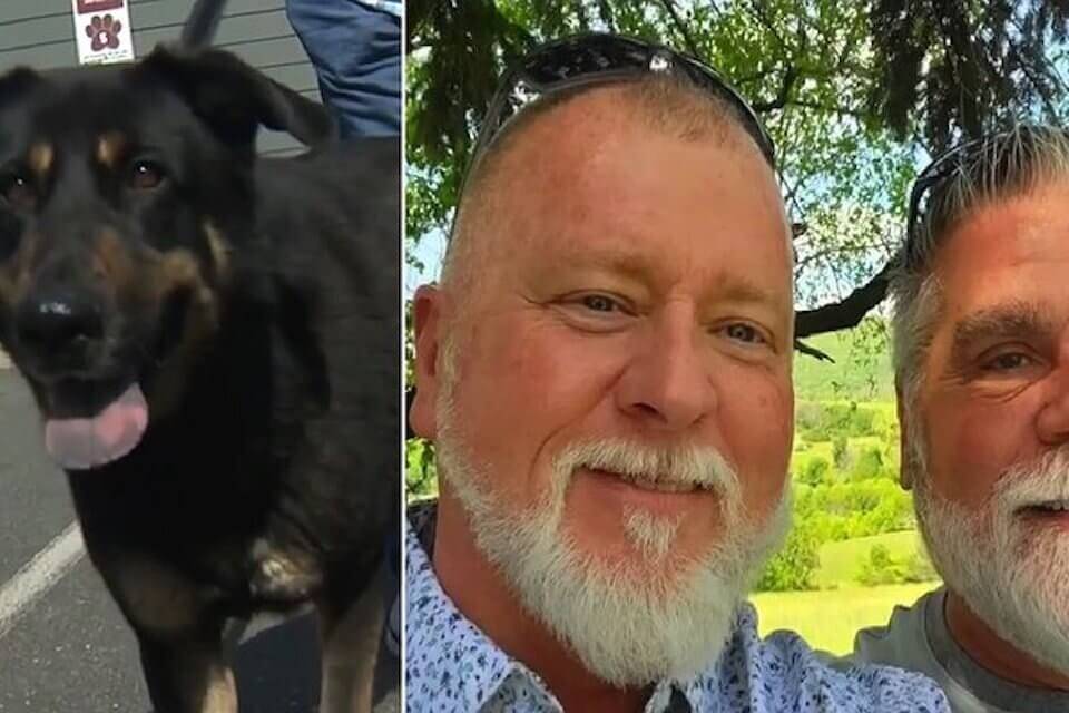 Coppia gay adotta il cane abbandonato "perché gay" - Coppia gay adotta il cane abbandonato 22perché gay22 1 - Gay.it