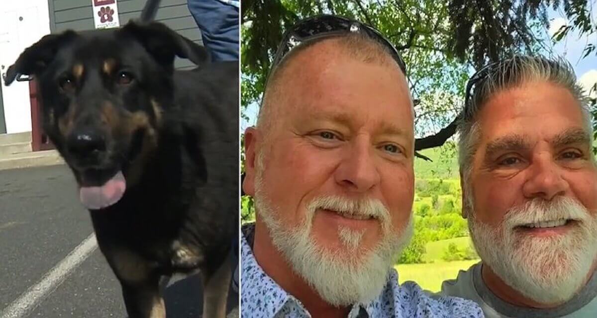 Coppia gay adotta il cane abbandonato “perché gay”
