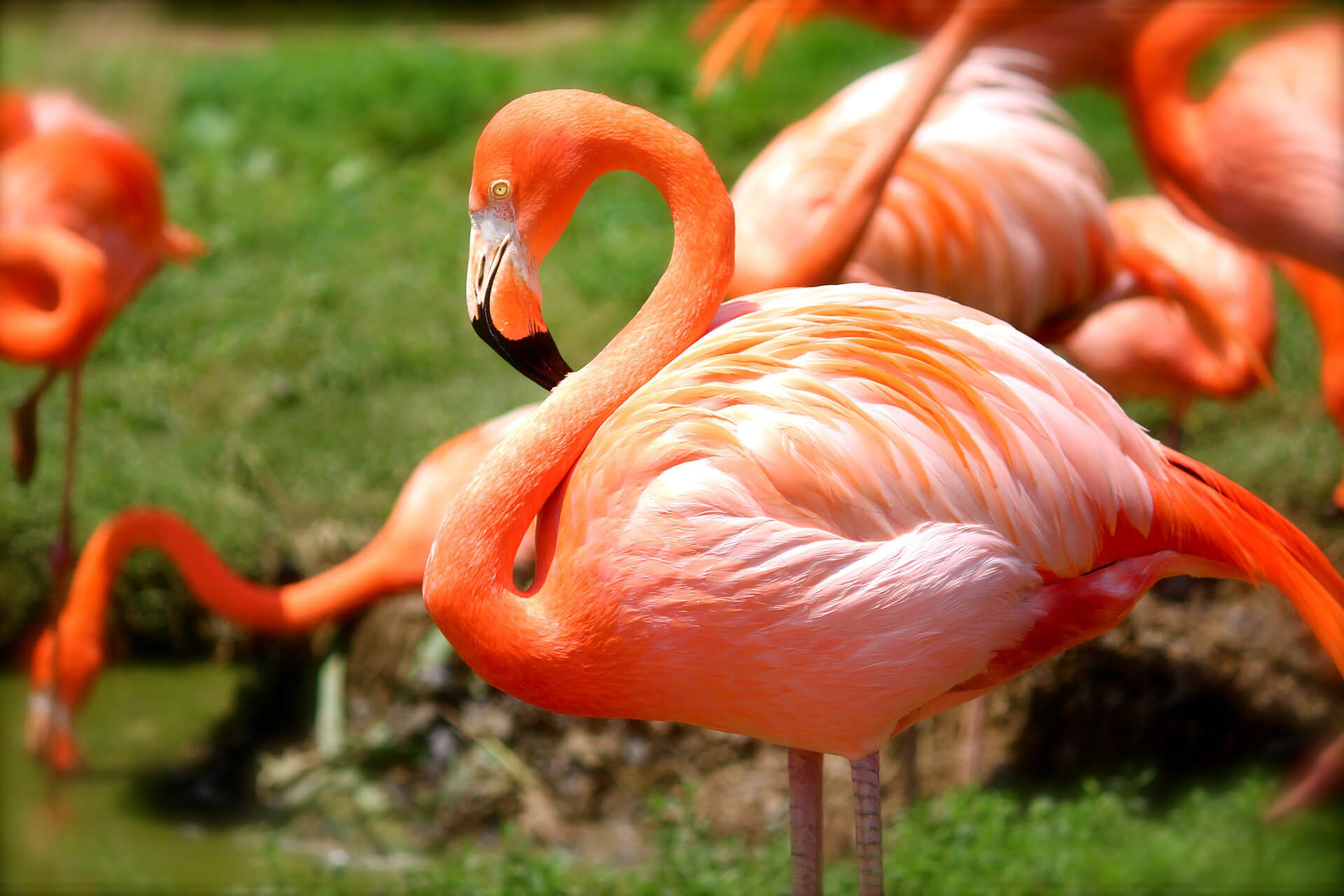 Il glorioso ritorno dei fenicotteri rosa in Italia