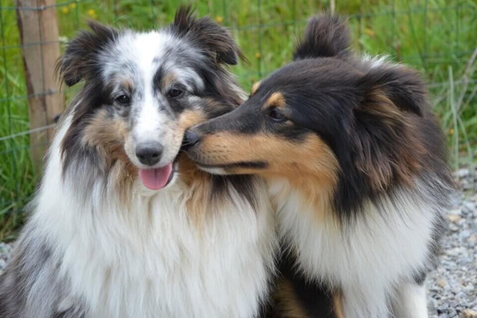 Cane lasciato al canile perché “è gay”