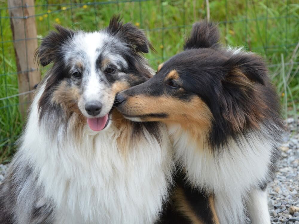 Cane lasciato al canile perché “è gay”