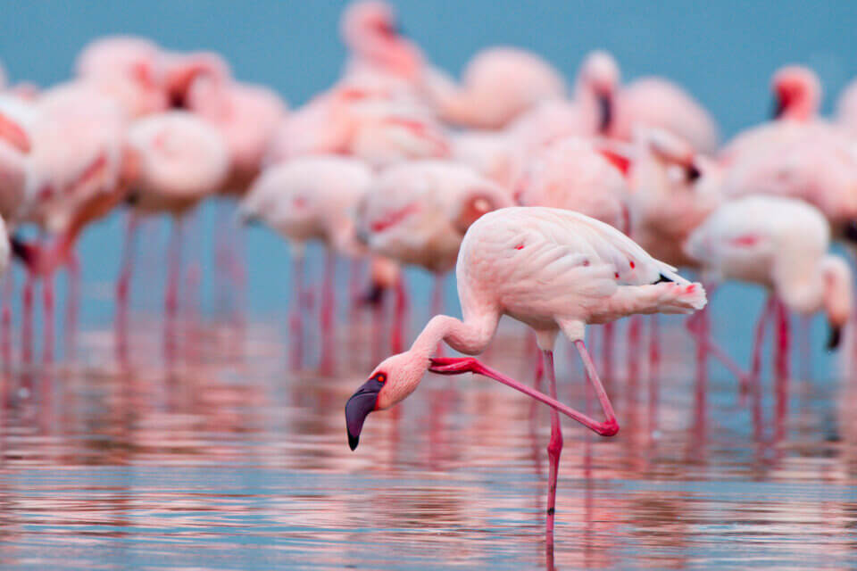 Il glorioso ritorno dei fenicotteri rosa in Italia