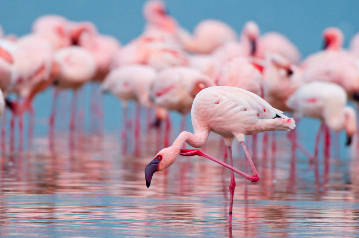 Il glorioso ritorno dei fenicotteri rosa in Italia