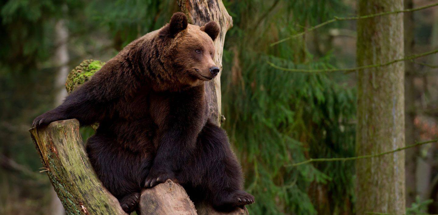 Vincono gli orsi del Trentino: annullati gli abbattimenti