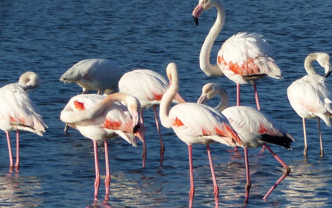 Il glorioso ritorno del fenicottero rosa in Italia