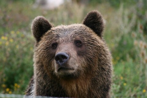 Juan Carrito, l'orso più solo d'Italia