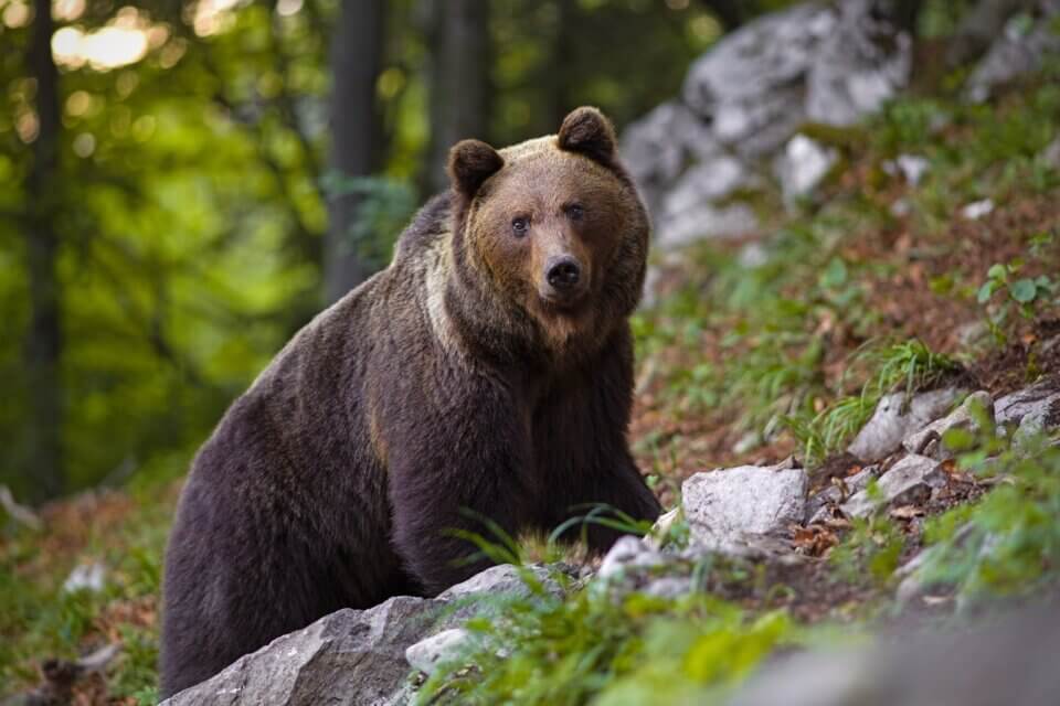 Vincono gli orsi del Trentino: annullati gli abbattimenti