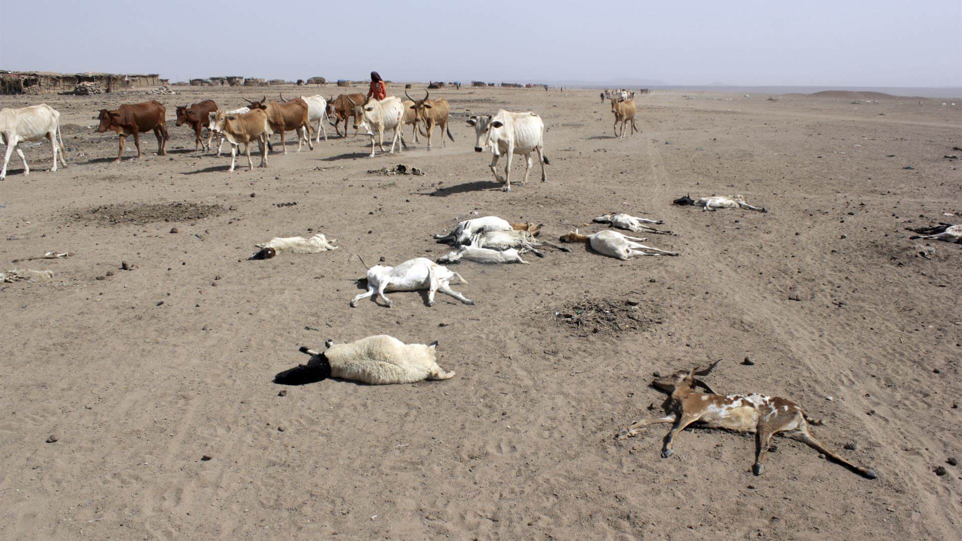 Catastrofe in Somalia: record di siccità e persone in fuga - Kenya 08 - Gay.it