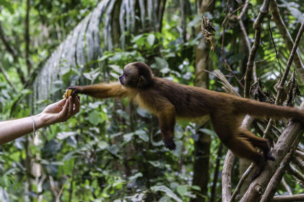Diritti agli animali selvatici, storica decisione in Ecuador