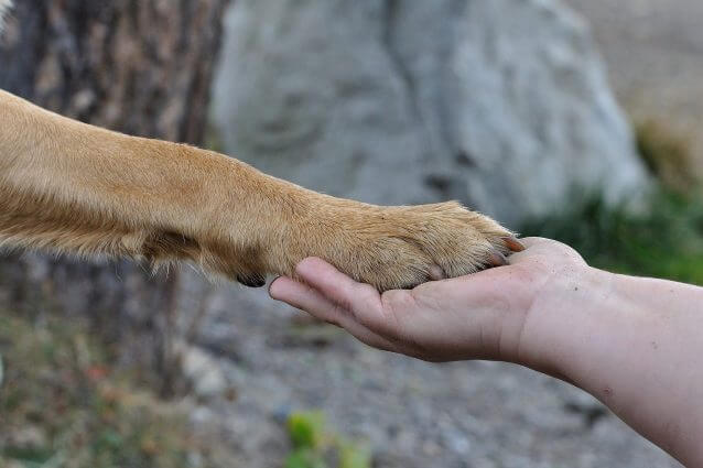 Diritti agli animali selvatici, storica decisione in Ecuador