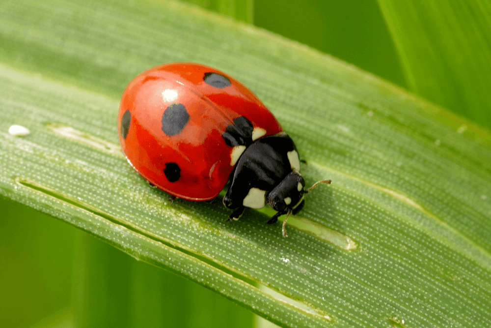 dieta-vegana-coccinella