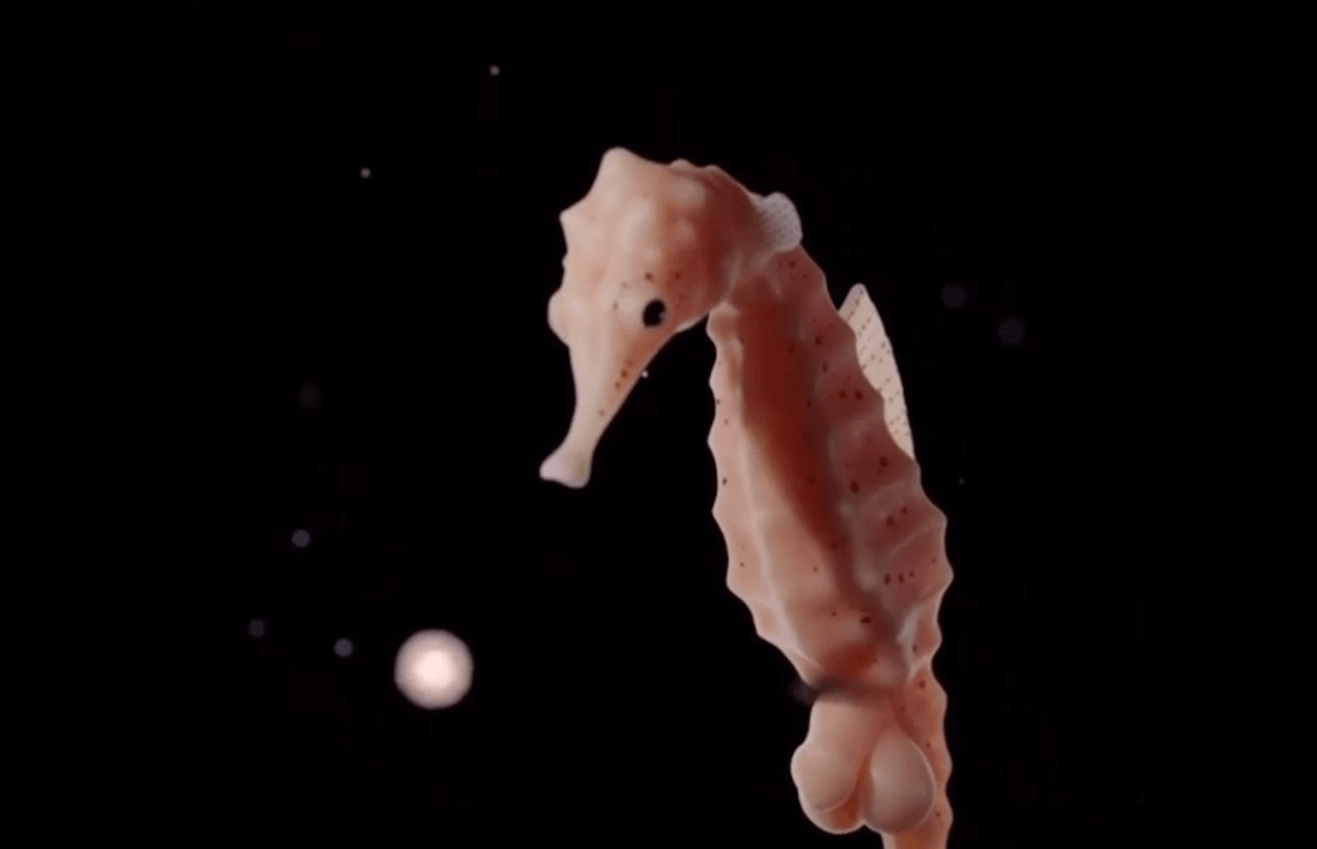 Il cavalluccio marino che partorisce nel video dell’artista Dae Uk Kim
