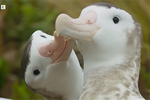 Tuttə pazzə degli albatri gay della Nuova Zelanda - il video - albatros gay - Gay.it