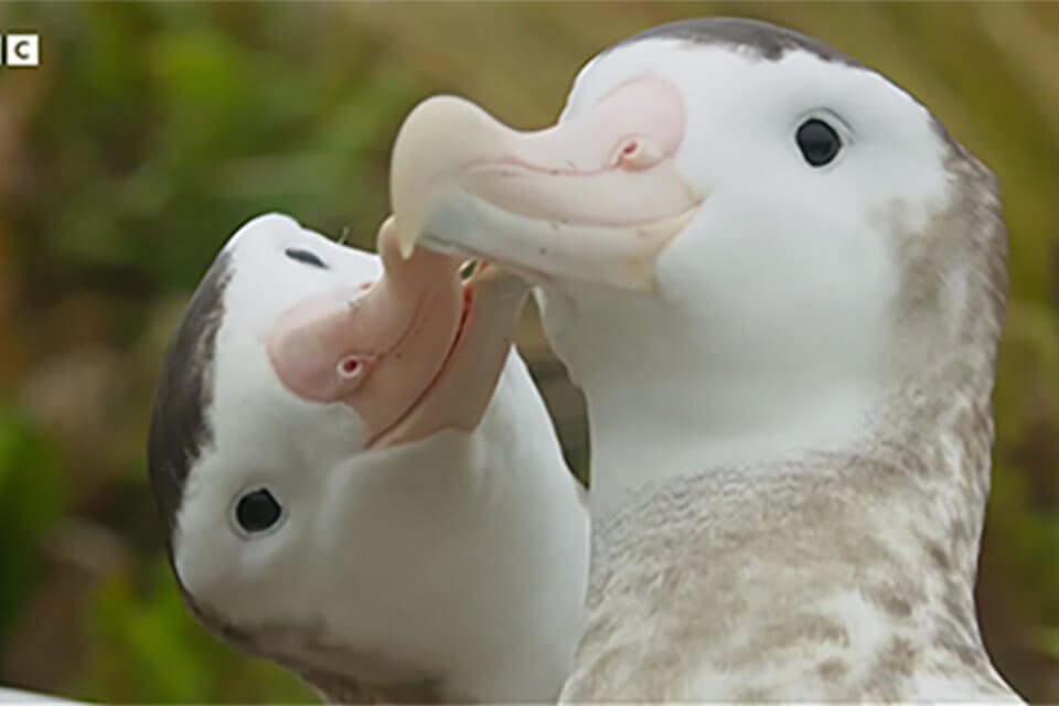 Tuttə pazzə degli albatri gay della Nuova Zelanda – il video
