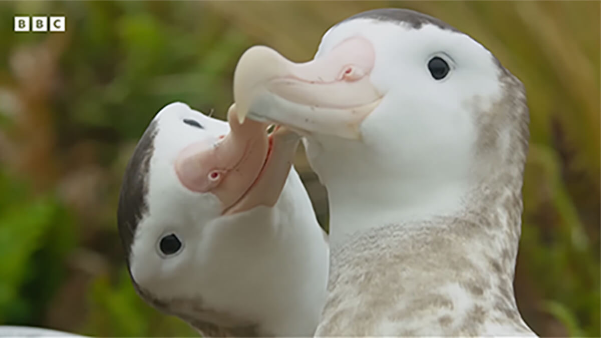 Tuttə pazzə degli albatri gay della Nuova Zelanda – il video