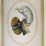 Cere anatomiche - La Specola di Firenze - David Cronenberg - Thumbnail
