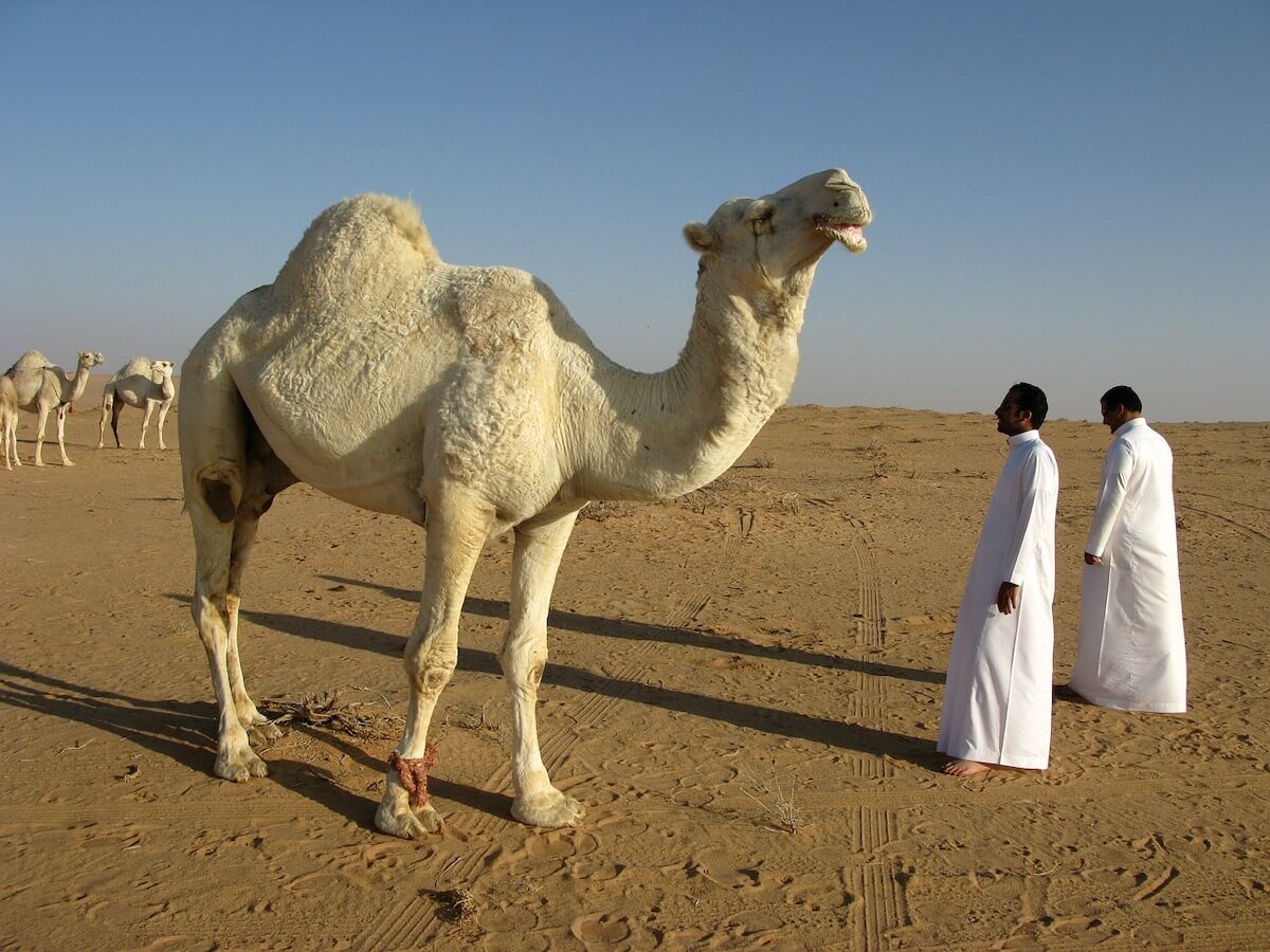 L’Arabia Saudita apre ai turisti LGBT: “Sono tutti benvenuti”