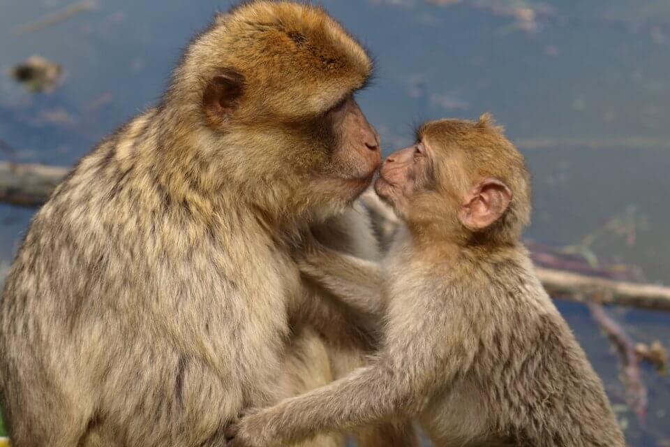 E se vi dicessimo che i macachi sono (quasi tutti) bisessuali? Ecco la ricerca scientifica