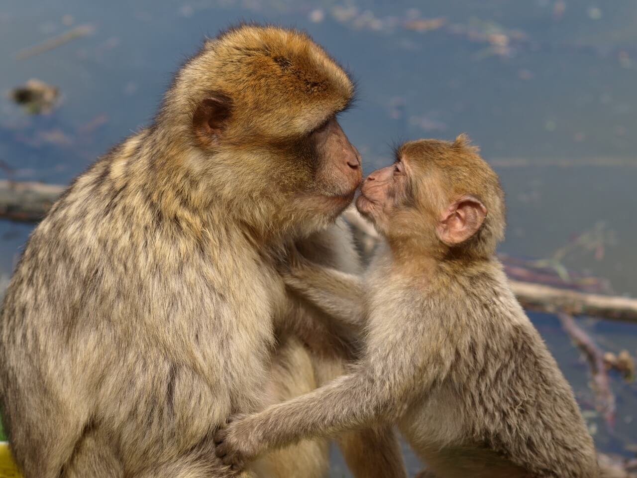 E se vi dicessimo che i macachi sono (quasi tutti) bisessuali? Ecco la ricerca scientifica