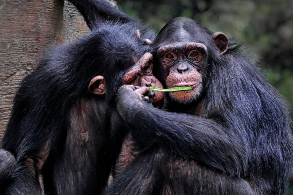 Russia, libro censurato perché non esprimeva “disgusto” per l’omosessualità negli animali