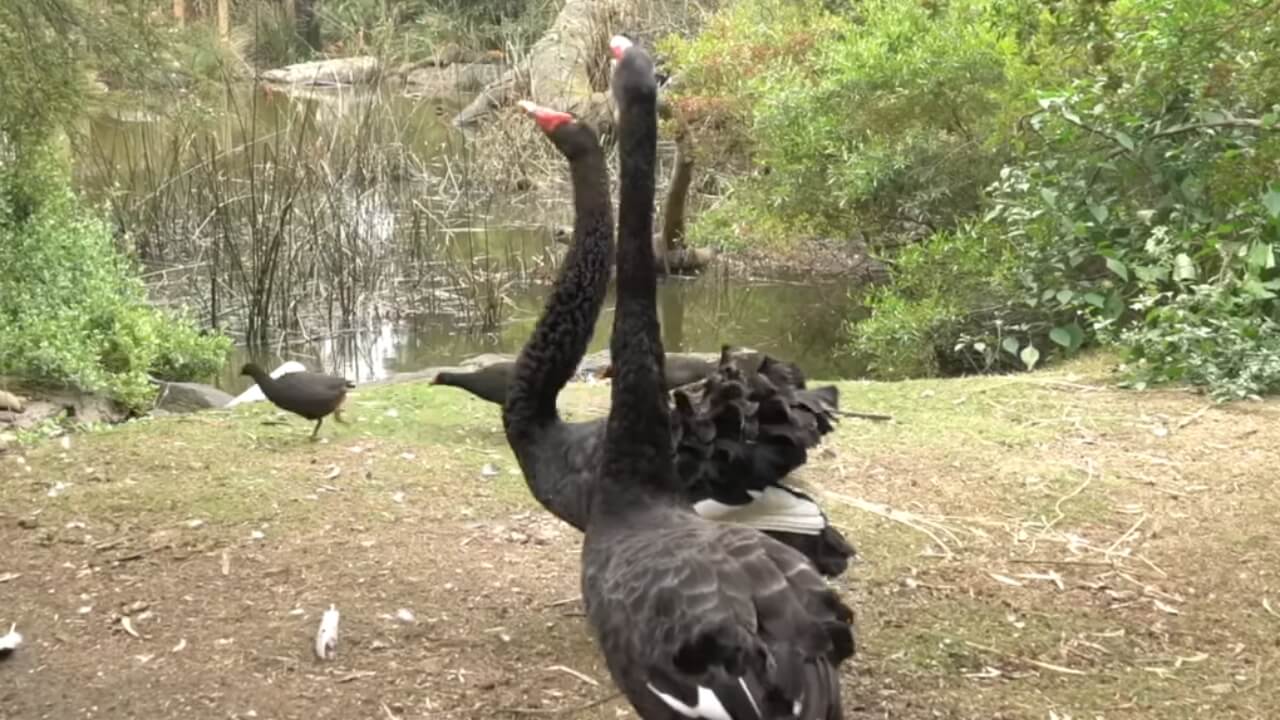 Quell’uovo ai due cigni gay dello zoo di Melbourne
