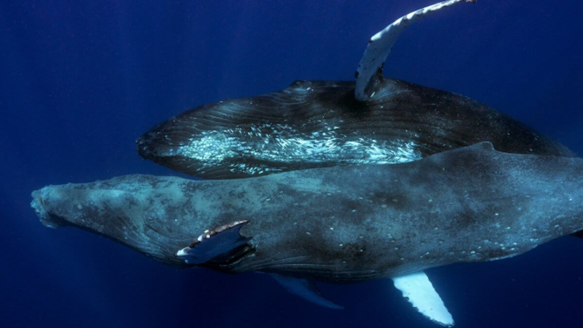 Due megattere maschio fanno sesso, storico primo avvistamento alle Hawaii (FOTO)