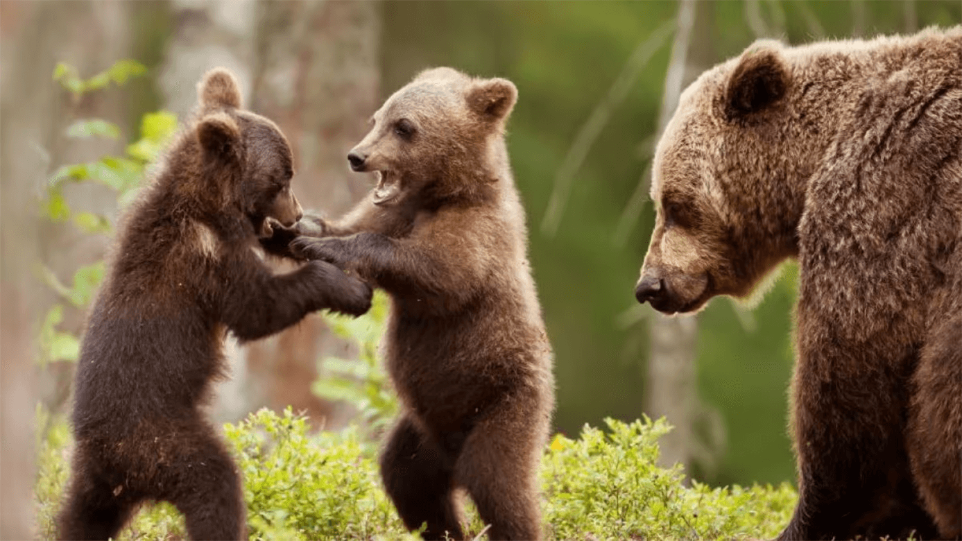 Cuccioli Orso Marsicano Orsa Amarena