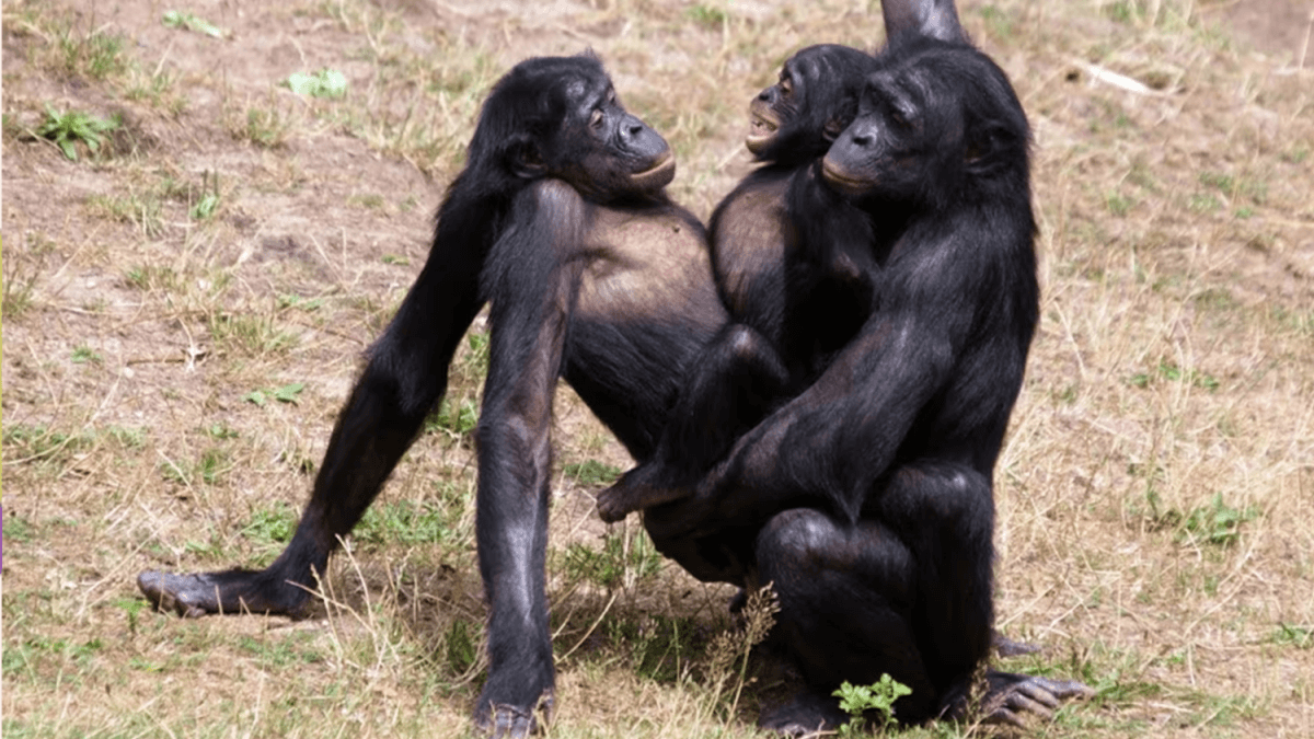 Animali gay, smettiamola di citare l’omosessualità in natura come sostegno alle nostre battaglie