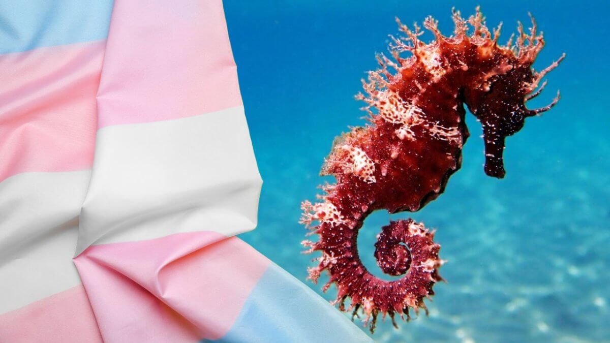 animali-trans