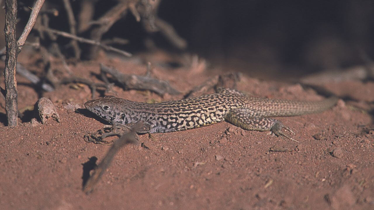 animali-trans