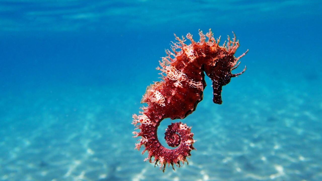 animali-trans